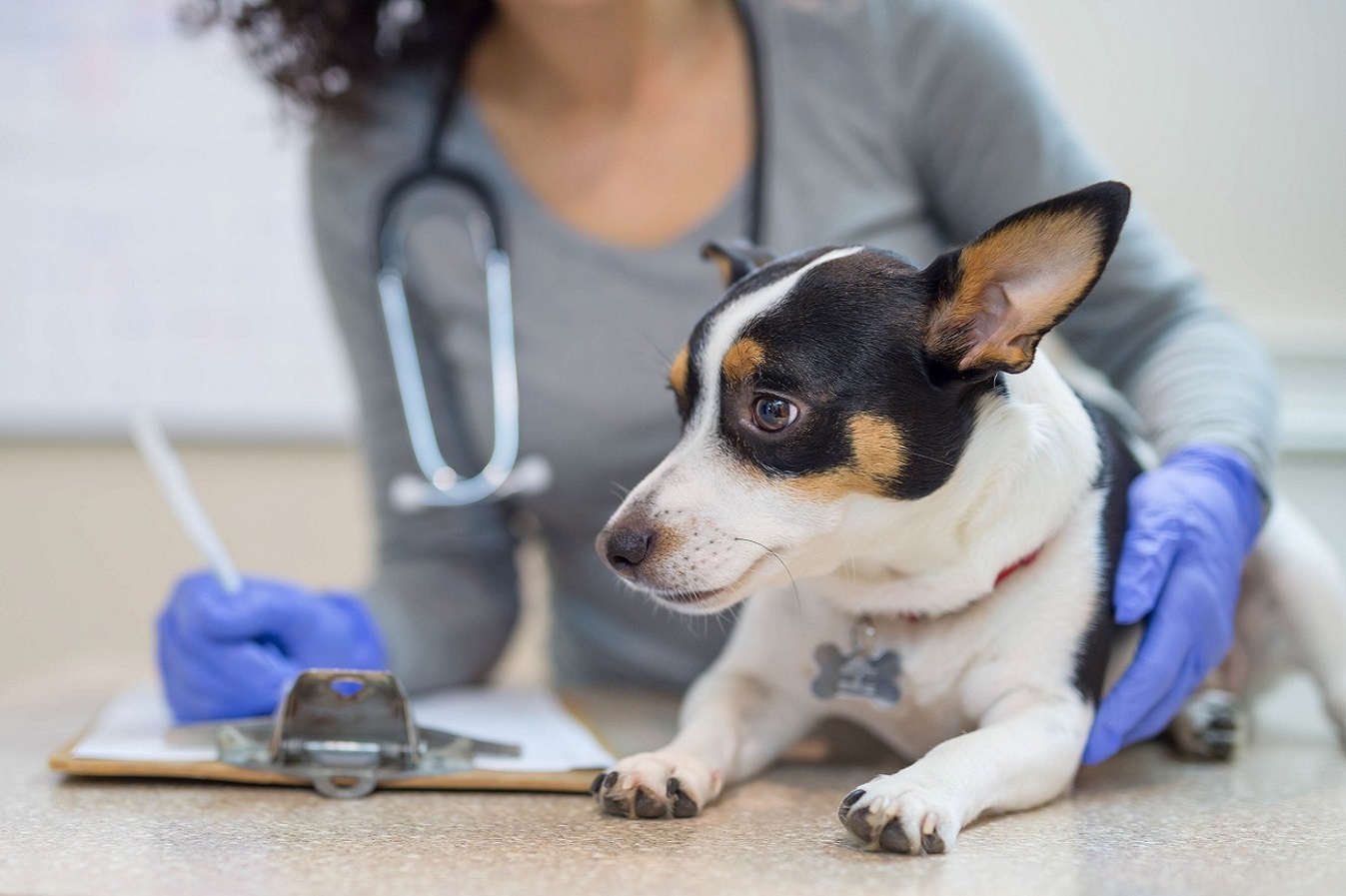 ضدعفونی کلینیک‌های دامپزشکی حیوانات خانگی 